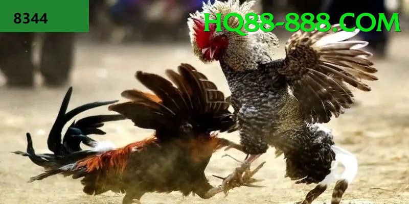 Đá Gà Trực Tiếp - hq88